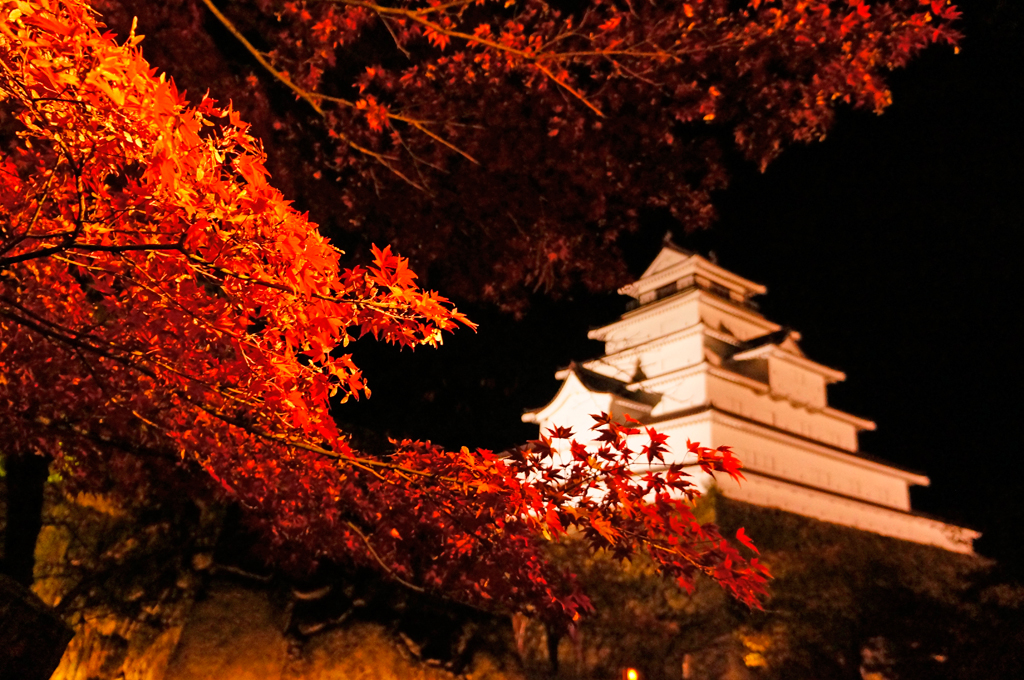 秋の鶴ヶ城の写真。夜にライトアップされた白い鶴ヶ城と紅葉の対比が感動を誘う。