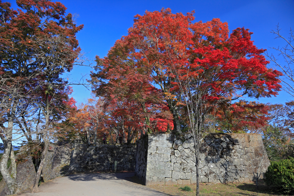 秋の岡城の写真。廃城となり石垣が残るのみになった岡城と真っ赤な紅葉とのコントラストが美しい。
