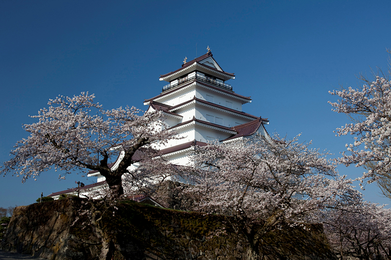 春の鶴ヶ城の写真。桜の間から高くそびえる天守閣が見える