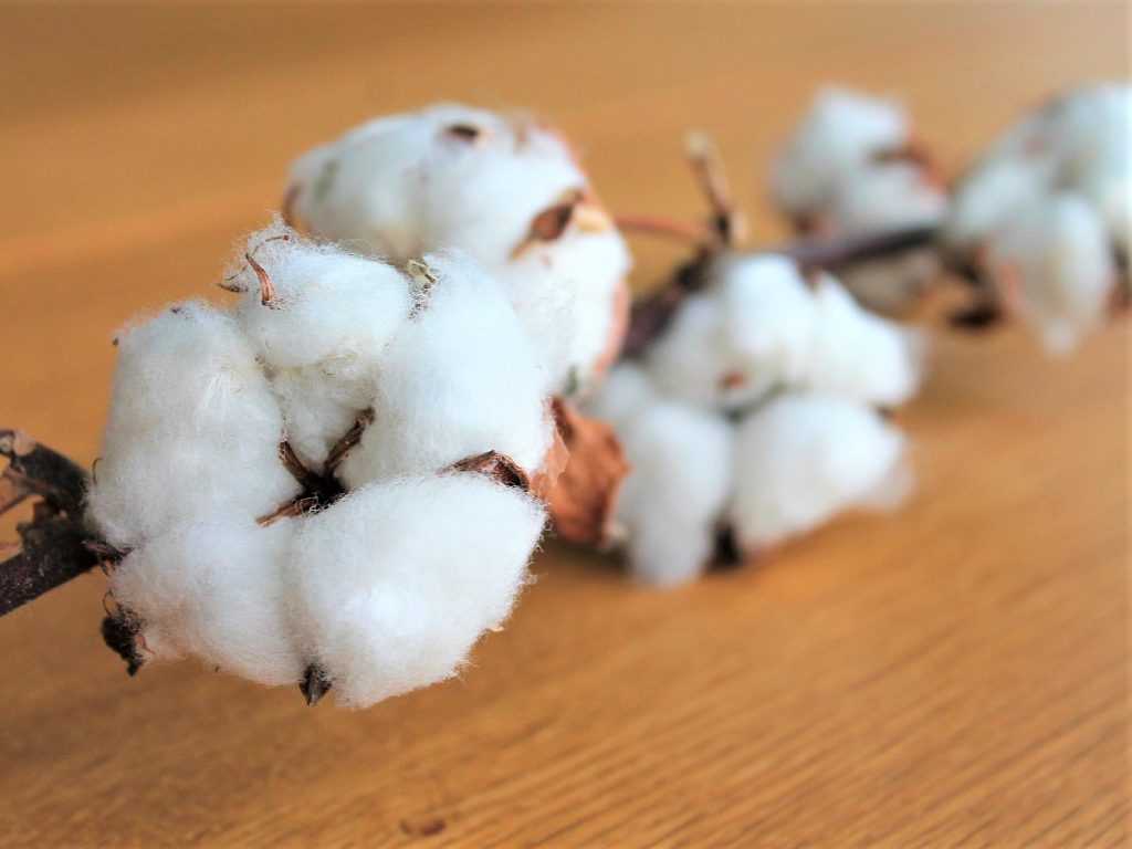 ふわふわの白い綿花がたくさんテーブルの上に並べられている