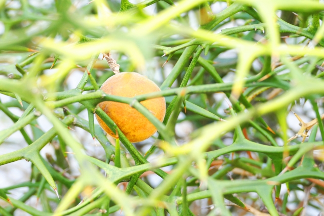 カラタチの実の写真。青々と茂る茨の中に、丸い金色の実が一つだけなっている。