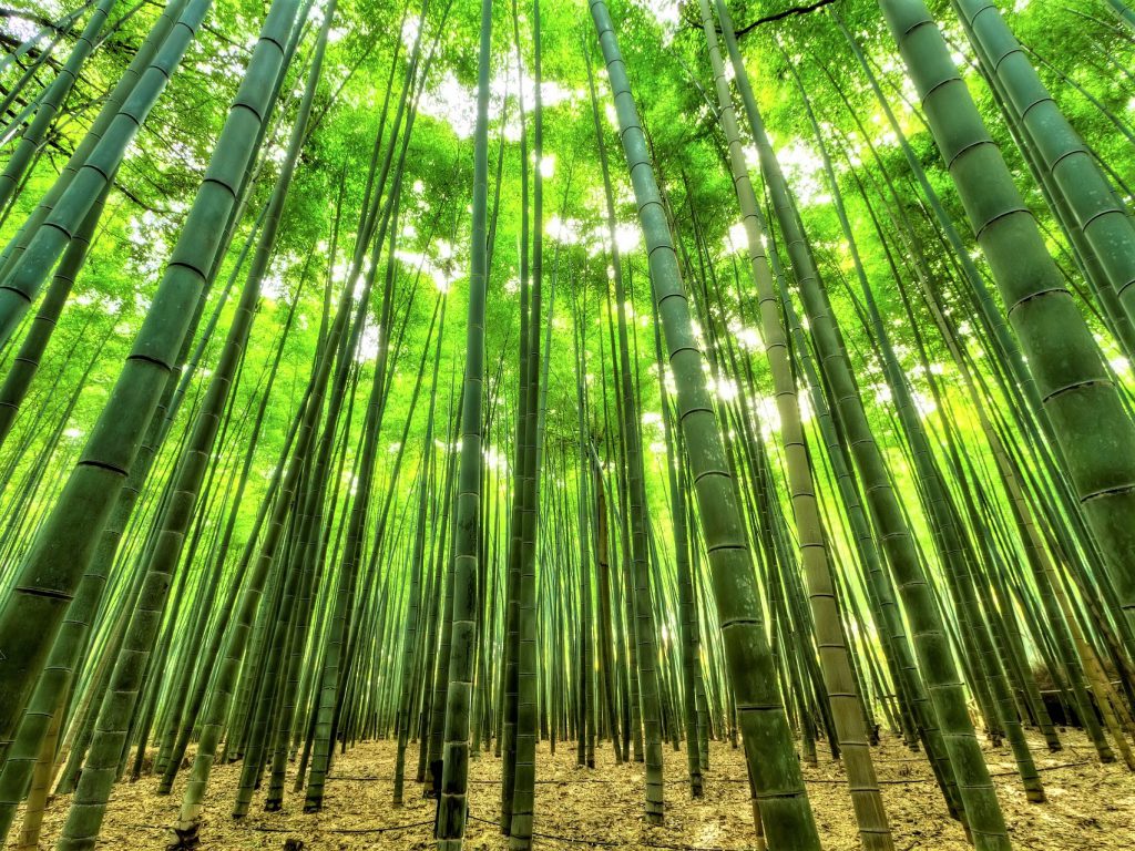 緑の美し竹が鬱蒼と生い茂る竹藪。日の光が入り黄緑色の幻想的な雰囲気の写真。