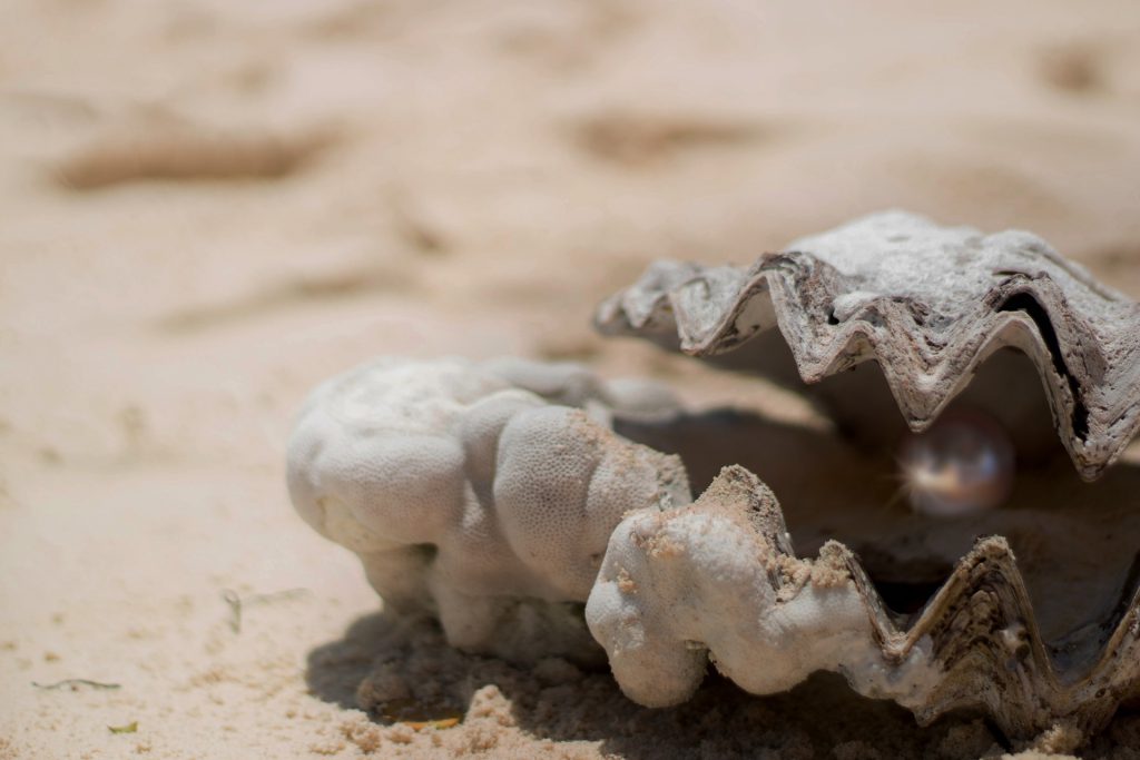 砂浜に閉じかけている貝殻があって、その中に一粒の真珠