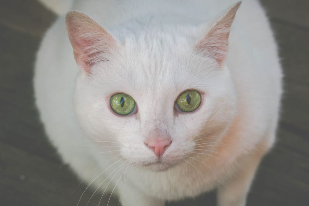 白い猫がひこにゃんのモデルです
