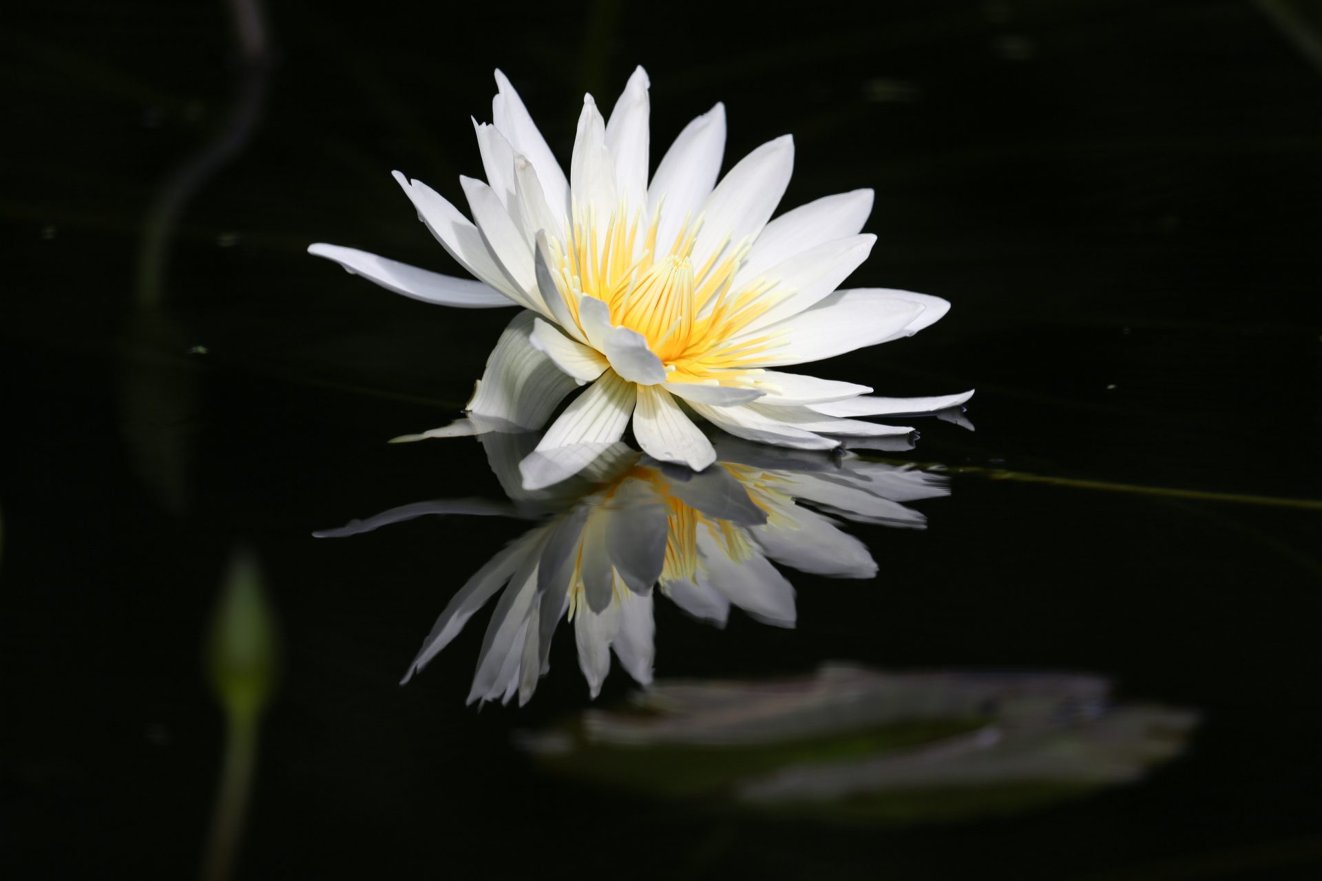 水面に咲く睡蓮（暗闇の中水面に睡蓮が一輪浮かぶ。白い花弁が水面に映る。水音が聞えそう）