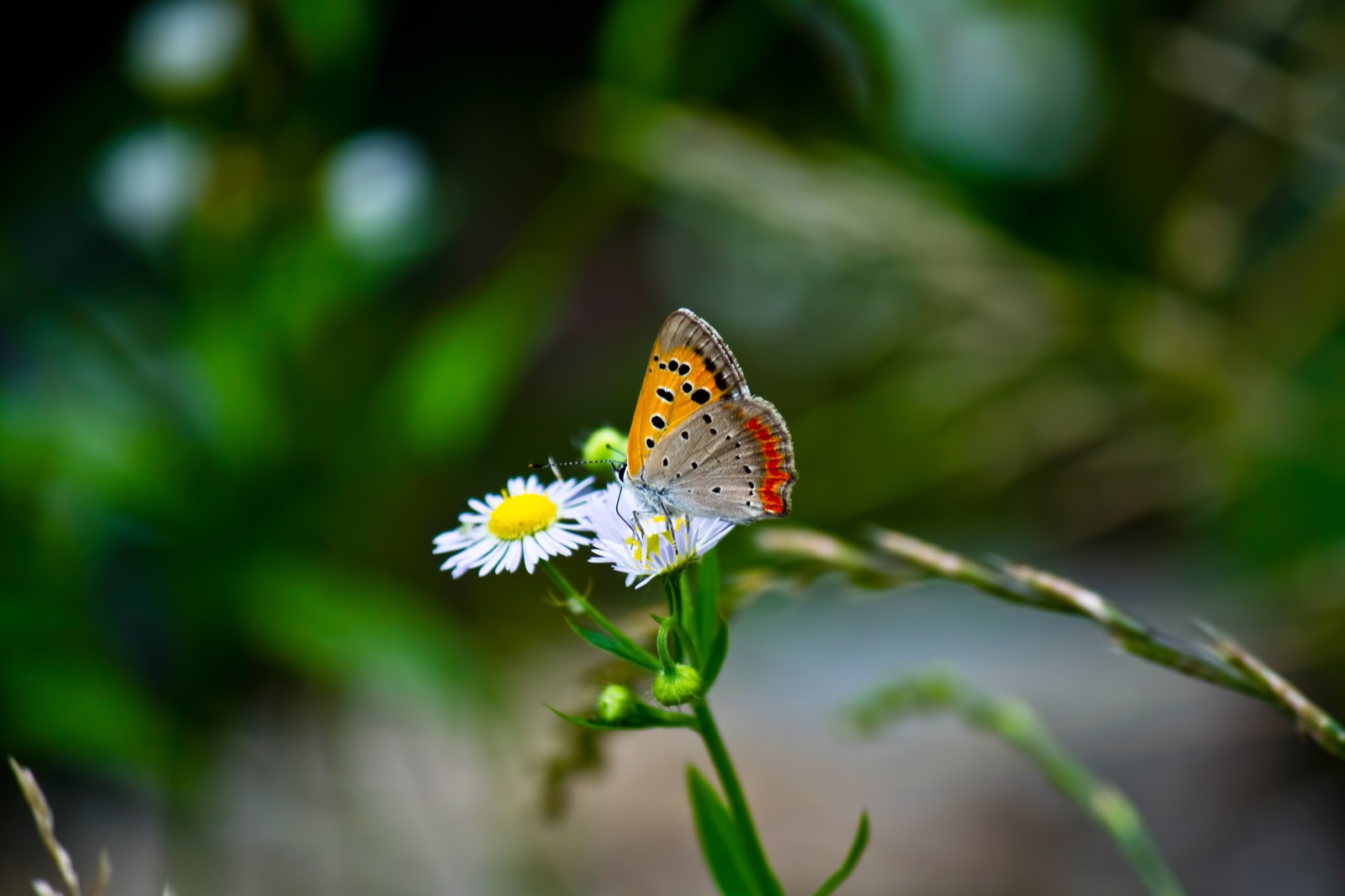 花の蜜を吸うベニシジミ（画面中央、小さな蝶がヒメジョオンのような野菊のような小さな花に止まり蜜を吸っている。背景は草原が淡く残像のように映る）