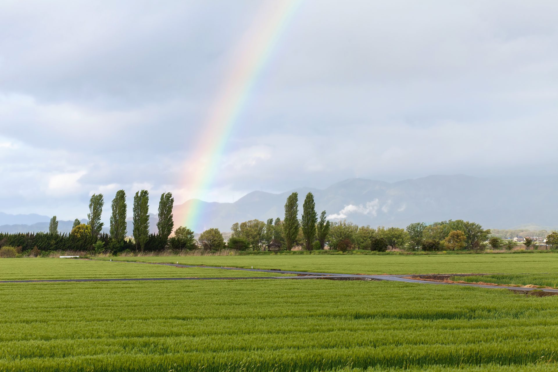 田んぼからの虹（富良野を彷彿とさせる田園風景が眼前に広がる。画面下方には松葉色の田畑。画面中央には水平線上にカラマツの並木が見える。画面やや左中央からは右方上空へ大きな虹が昇り、印象的。はるか遠くに山々。薄曇りが淡いグレーと青に彩られている）