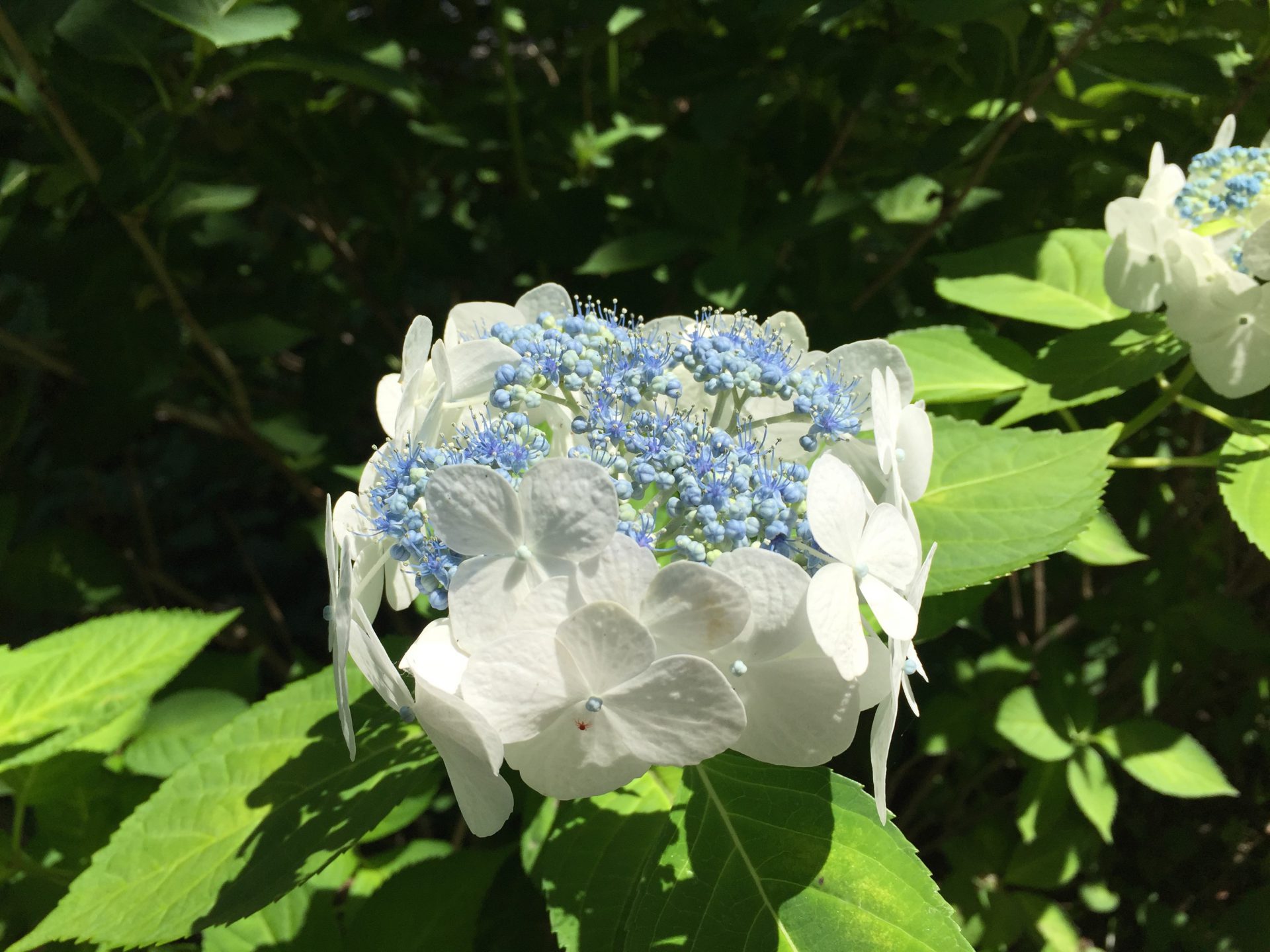 画面にただ一つ、大きく皇居の額紫陽花（白い額、水色の小花。初夏の日差しに清々しく色彩映える）