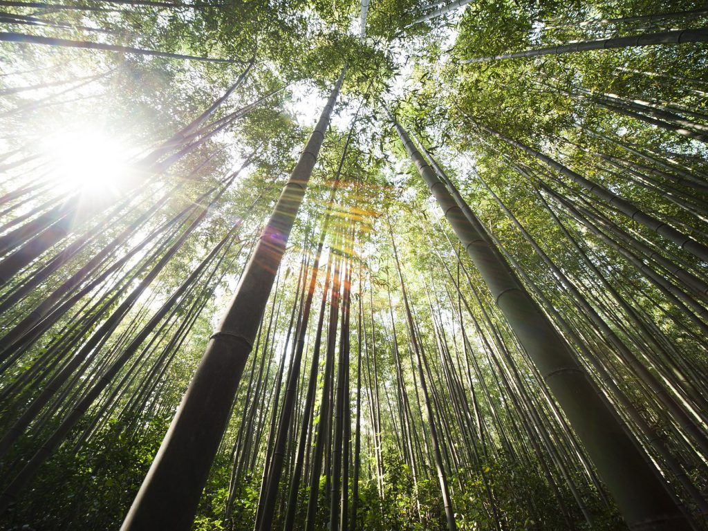 青々とした竹がまっすぐに空に伸びている竹藪の様子。光が差し込んでいる。