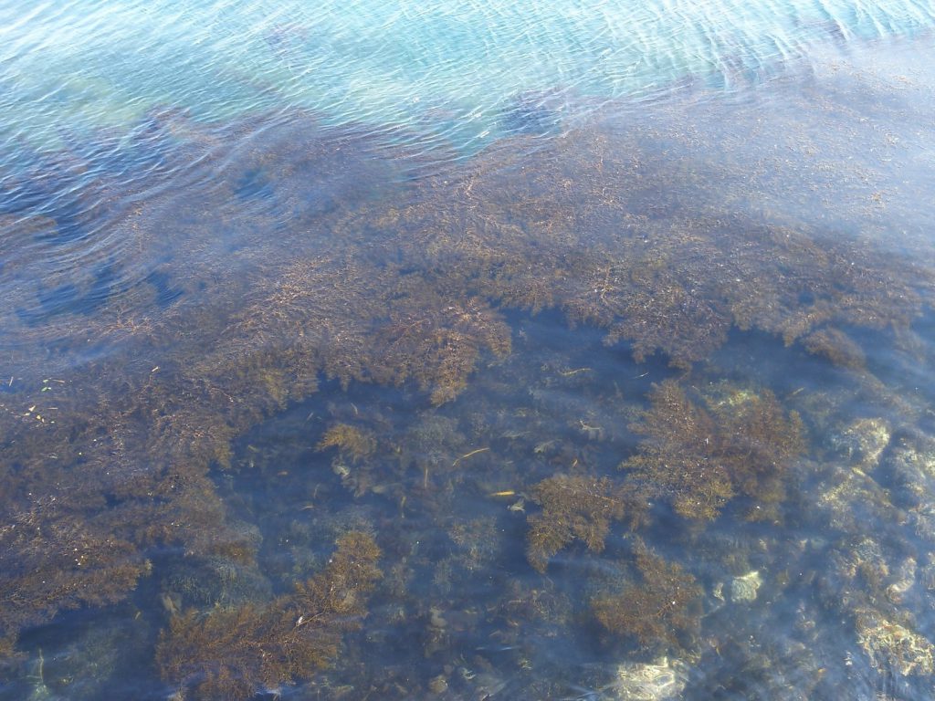 ホンダワラと呼ばれる玉藻が海の中にたくさん生えている様子