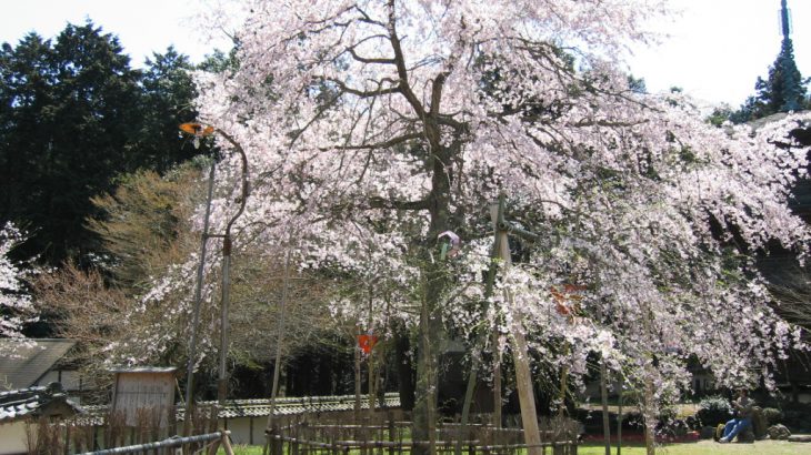 徳源院は京極家の菩提寺です。ただし道誉は別の寺に眠っています。