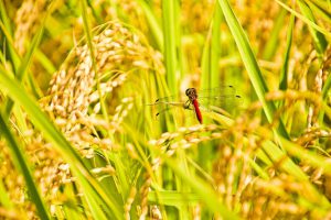 稲の先にとまる赤とんぼの様子。