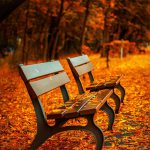 紅葉と絨毯のように敷き詰められた落ち葉とベンチの画像