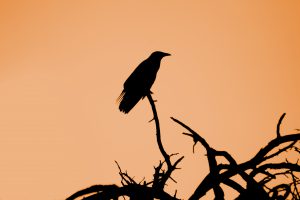 夕焼けを背景に木の枝に止まるカラスの様子。