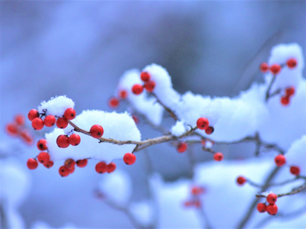 雪が積もっている小枝にナンテンの赤い実がかわいらしく実っている様子
