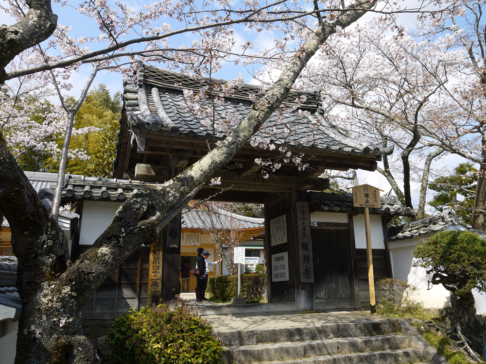 道誉はこの寺で盛大な花見を開催しました