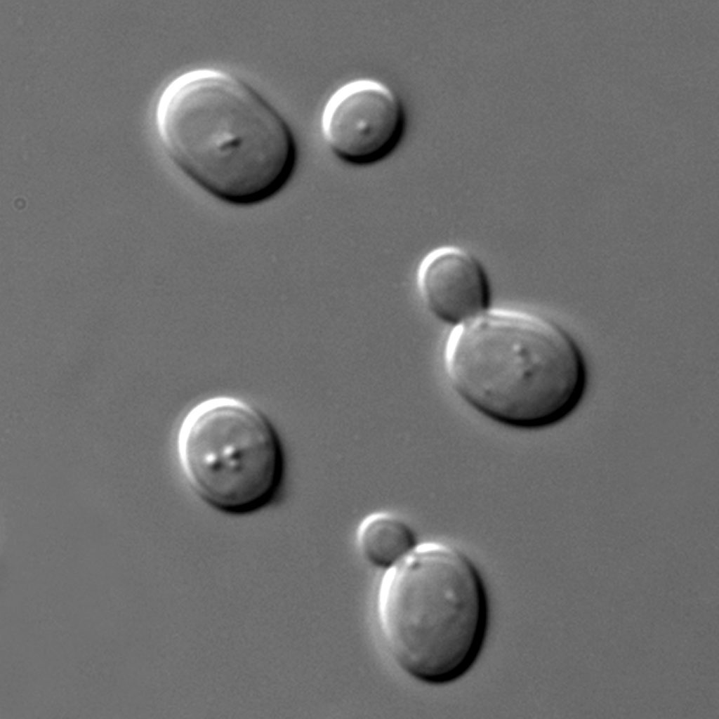 酵母の分子