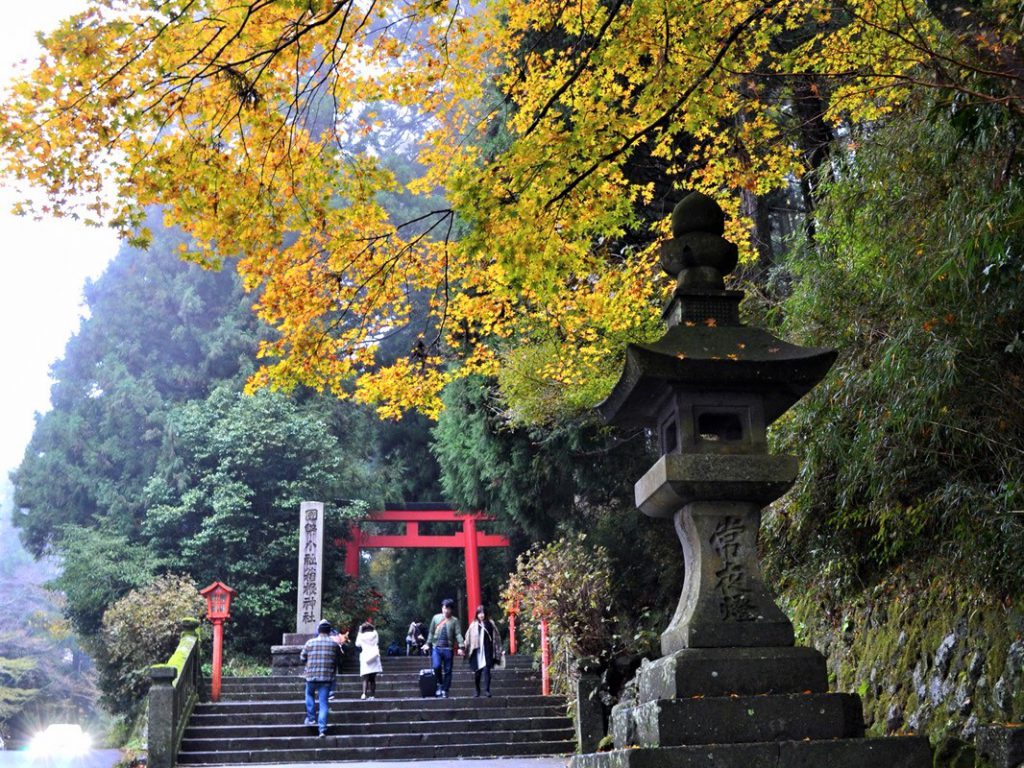 箱根神社の入り口に黄色い木が植わっていて赤い鳥居が見える