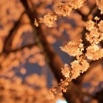 明かりに照らされオレンジ色に反射する夜桜の画像