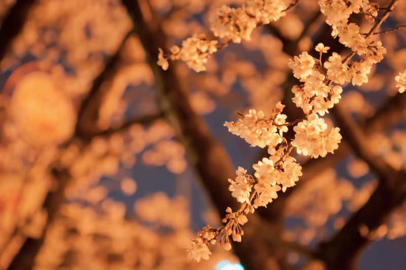 明かりに照らされオレンジ色に反射する夜桜の画像