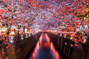 小川の両側の満開の夜桜が咲いている。提灯やライトアップにより桜がピンク色に輝いている