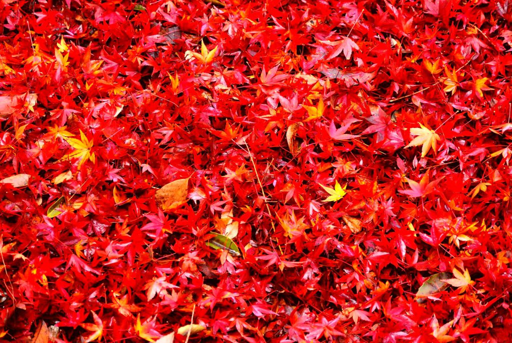宮島「紅葉の絨毯」