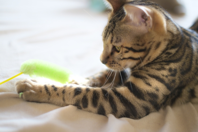 宮島観光~世界遺産もグルメも堪能一日モデルコース~ u2013 Guidoor Media