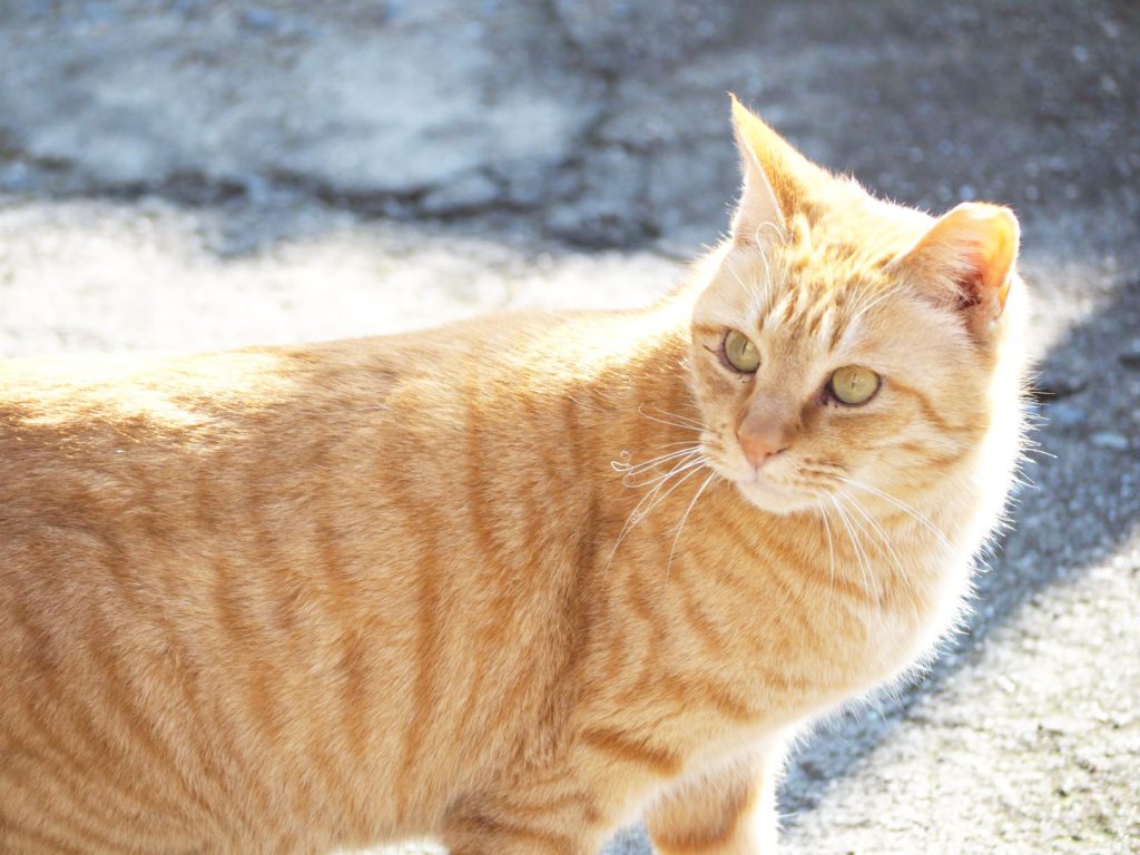 猫が振り返っている様子。