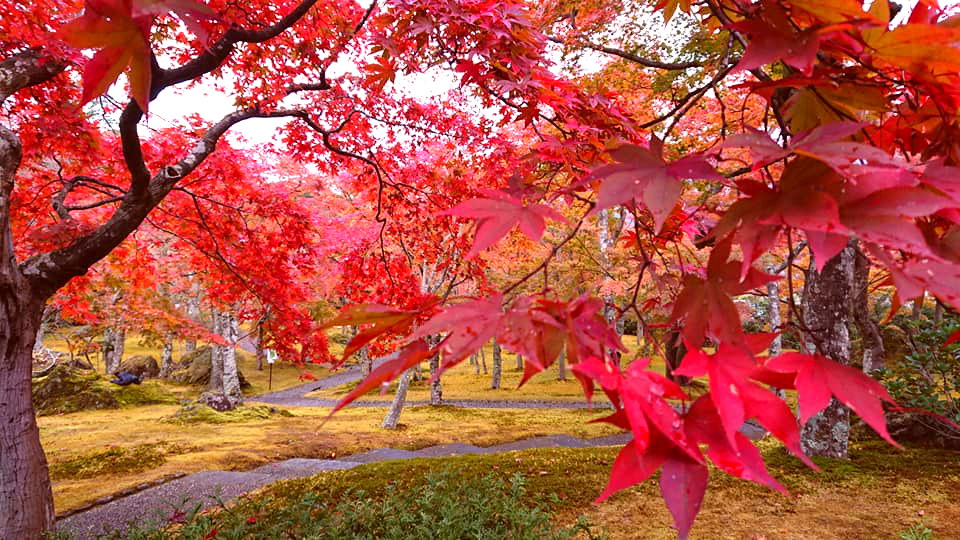 箱根美術館の紅葉