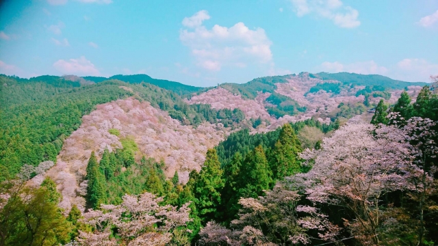 現在佐倉の名所として知られている吉野山の風景