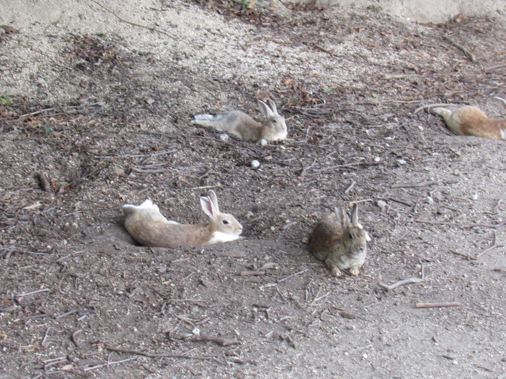 大久野島のうさぎの写真。地面に穴を掘っている