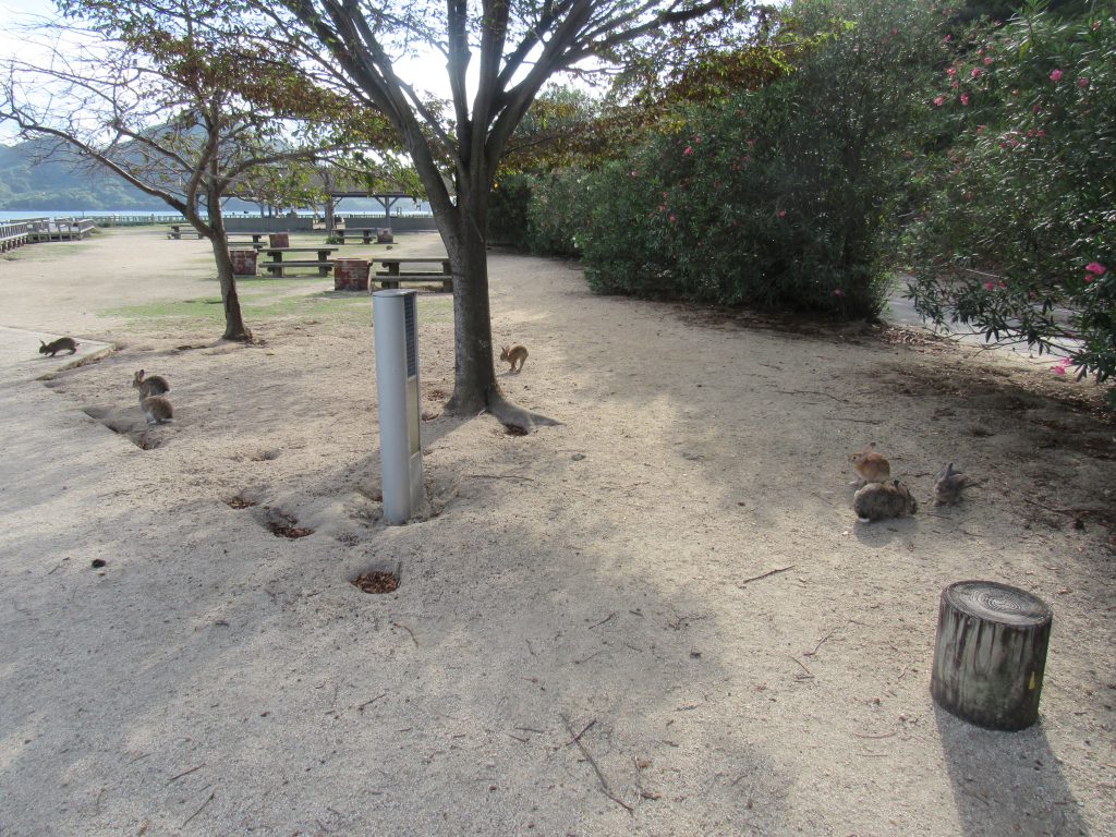 大久野島の歩行者道にいるうさぎの群れの写真