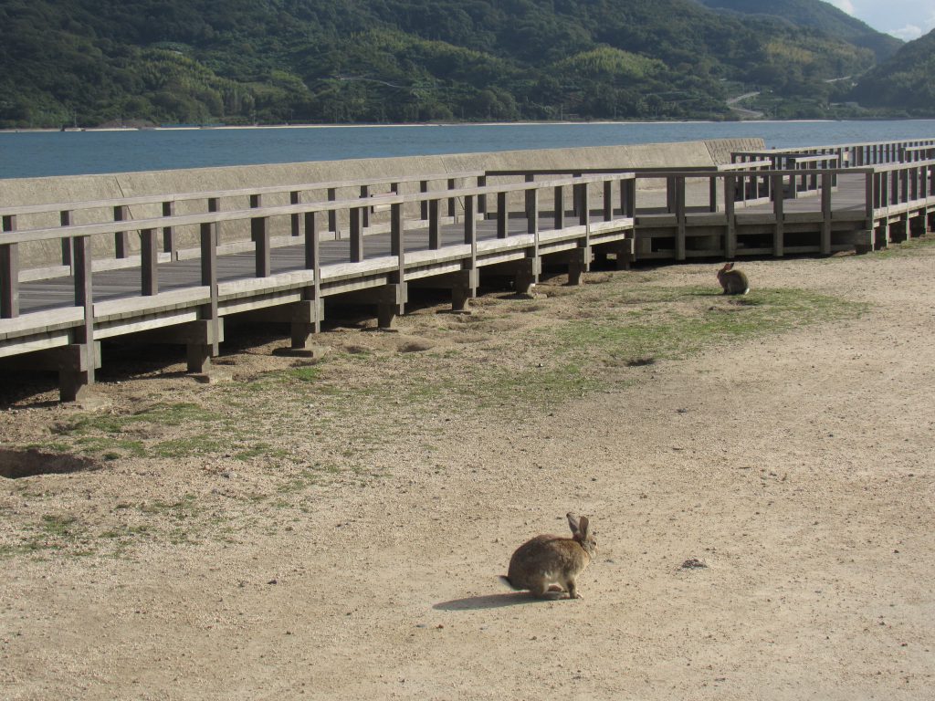 大久野島の歩行者通路は海岸沿いにある