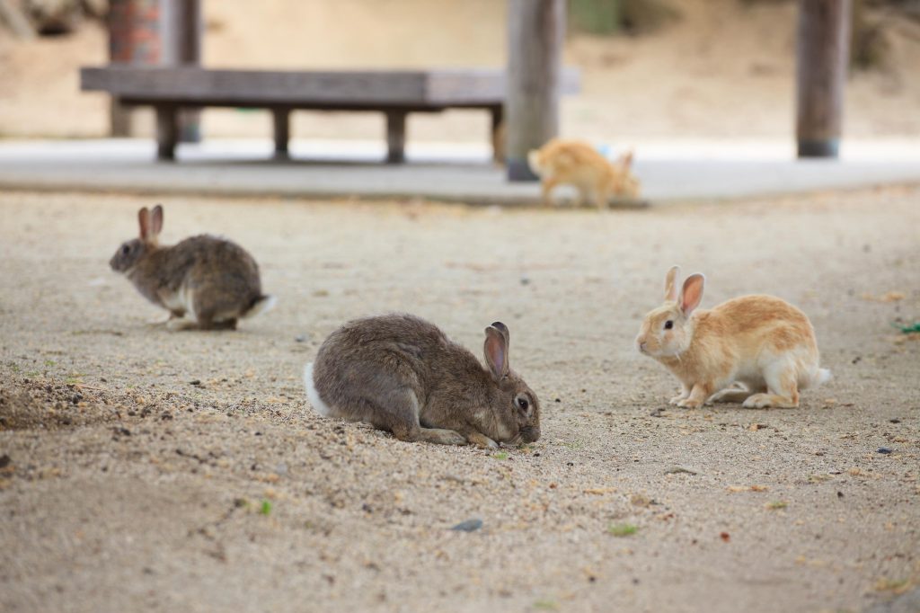 大久野島のうさぎの群れの写真