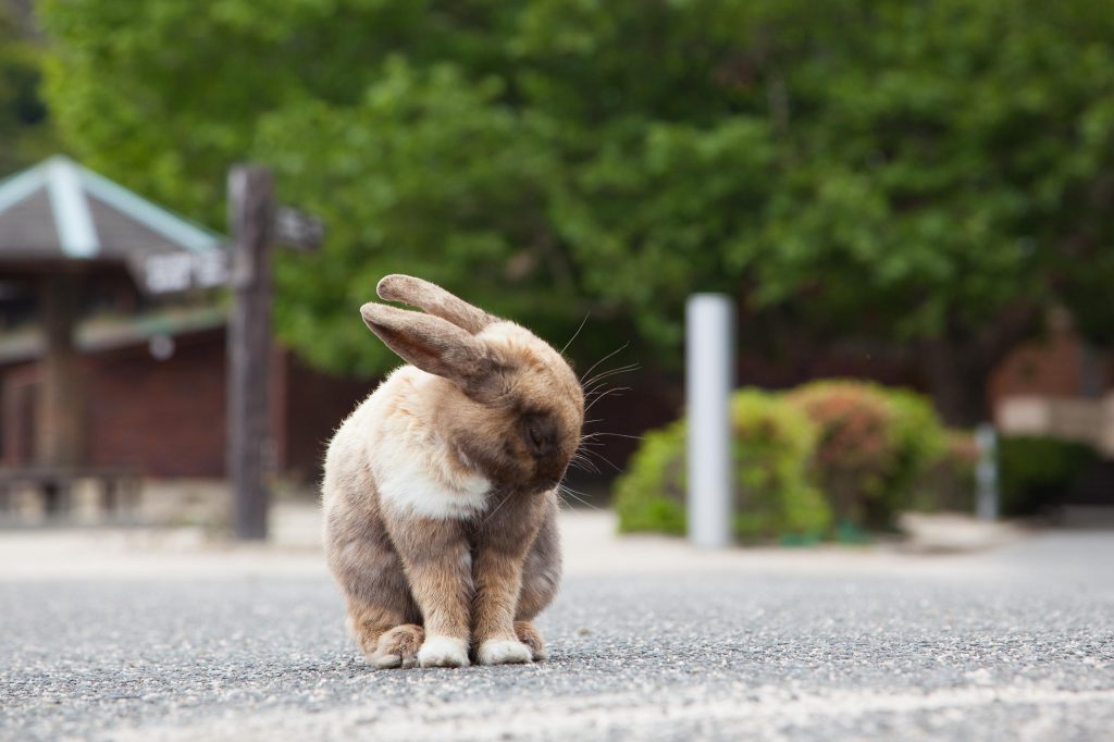 大久野島の港にいるうさぎの写真