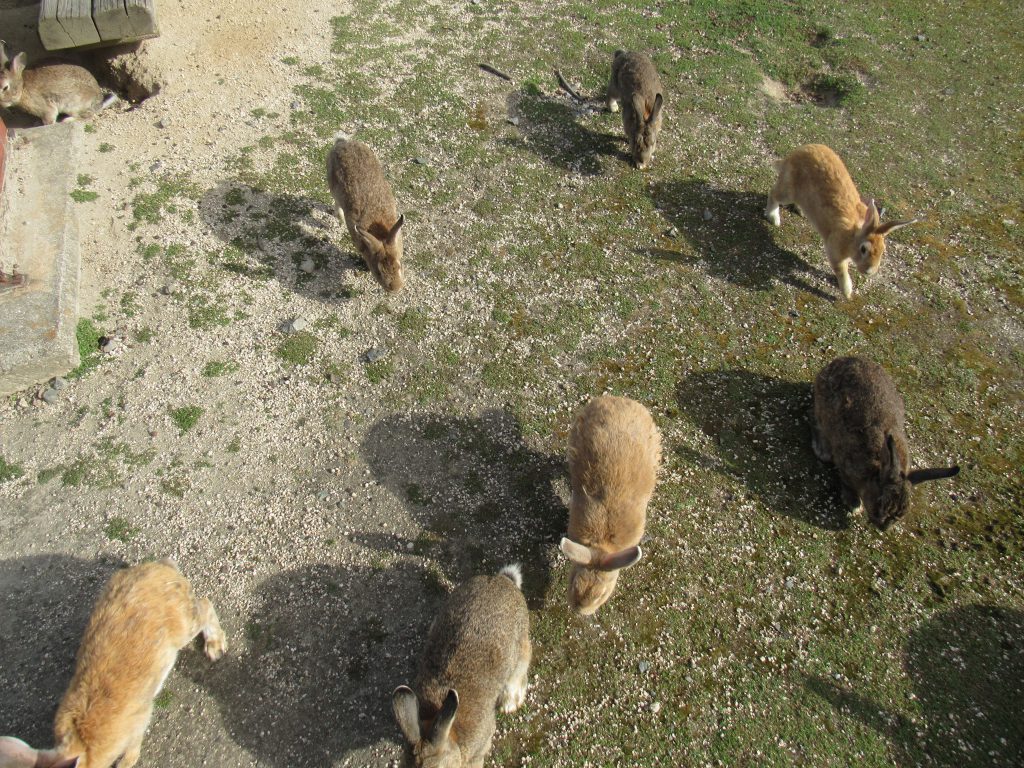 大久野島でうさぎの餌を取り出すとうさぎたちが一気に駆け寄ってきた