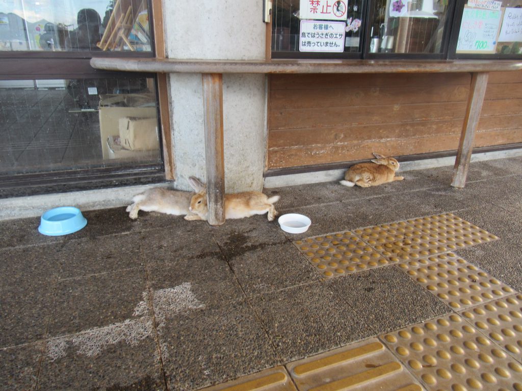 大久野島フェリー待合所の屋根の下でくつろぐうさぎたち