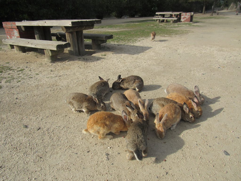 地面に撒いた餌に群がる大久野島のうさぎたちの写真