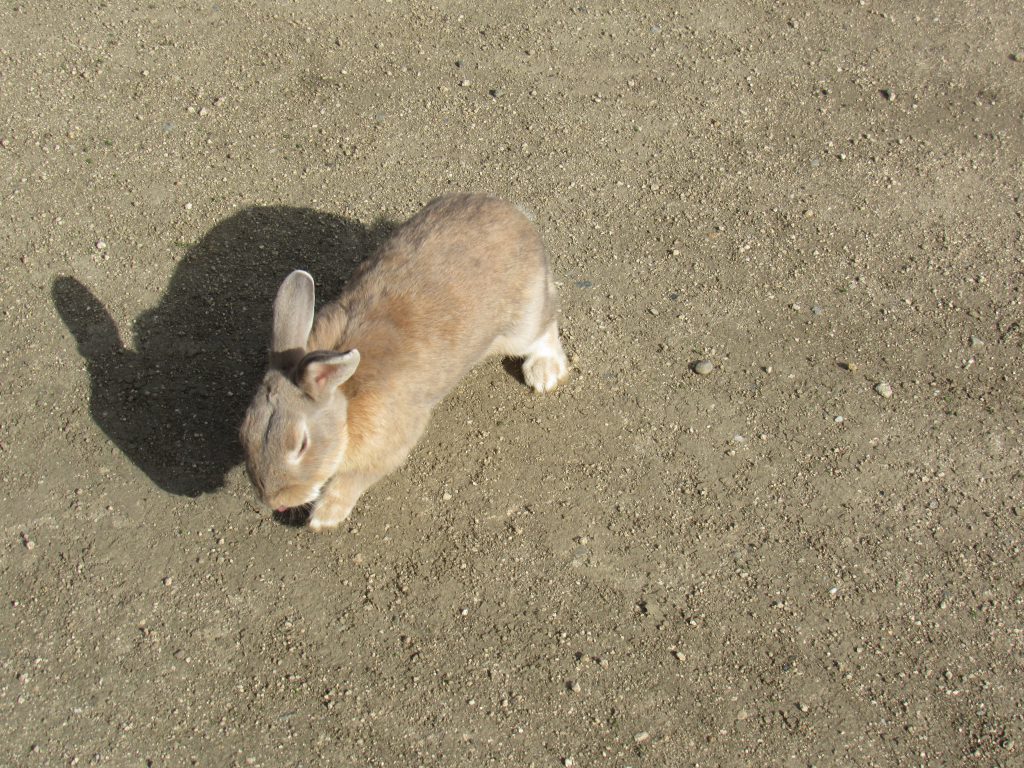 風と日光を浴びて気持ちよさそうな大久野島のうさぎ