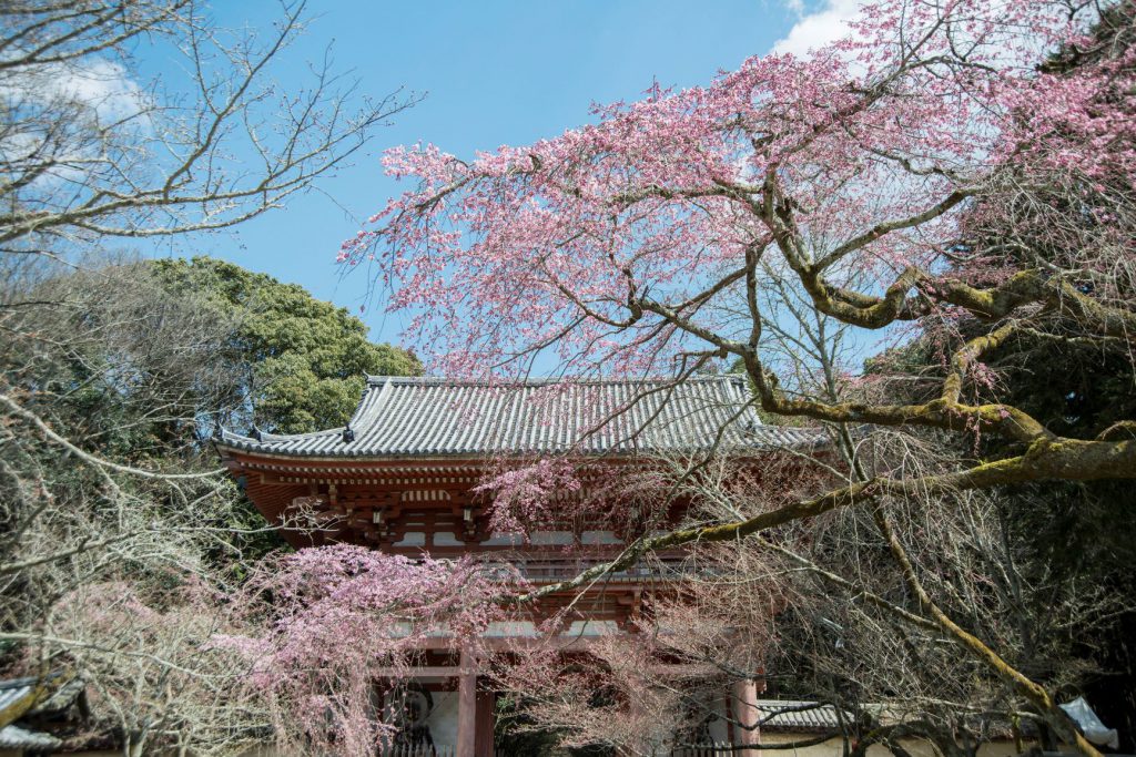醍醐寺で開かれた醍醐の花見は秀吉最後の晴れ舞台となりました