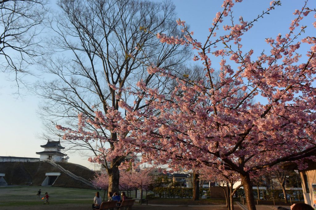 宇都宮城址公園に咲く河津桜