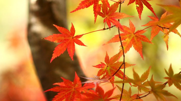 帝釈峡のもみじ