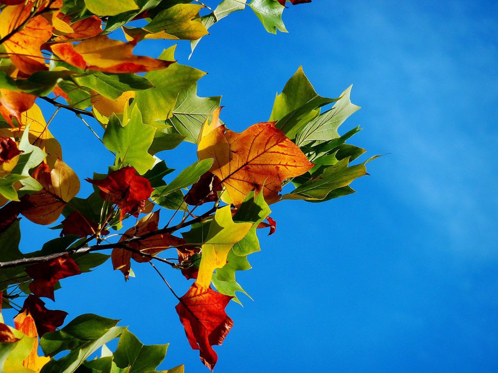 葉が紅葉している様子。