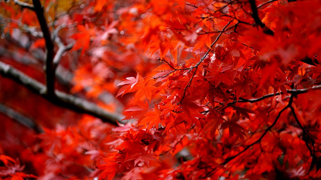 真っ赤な紅葉