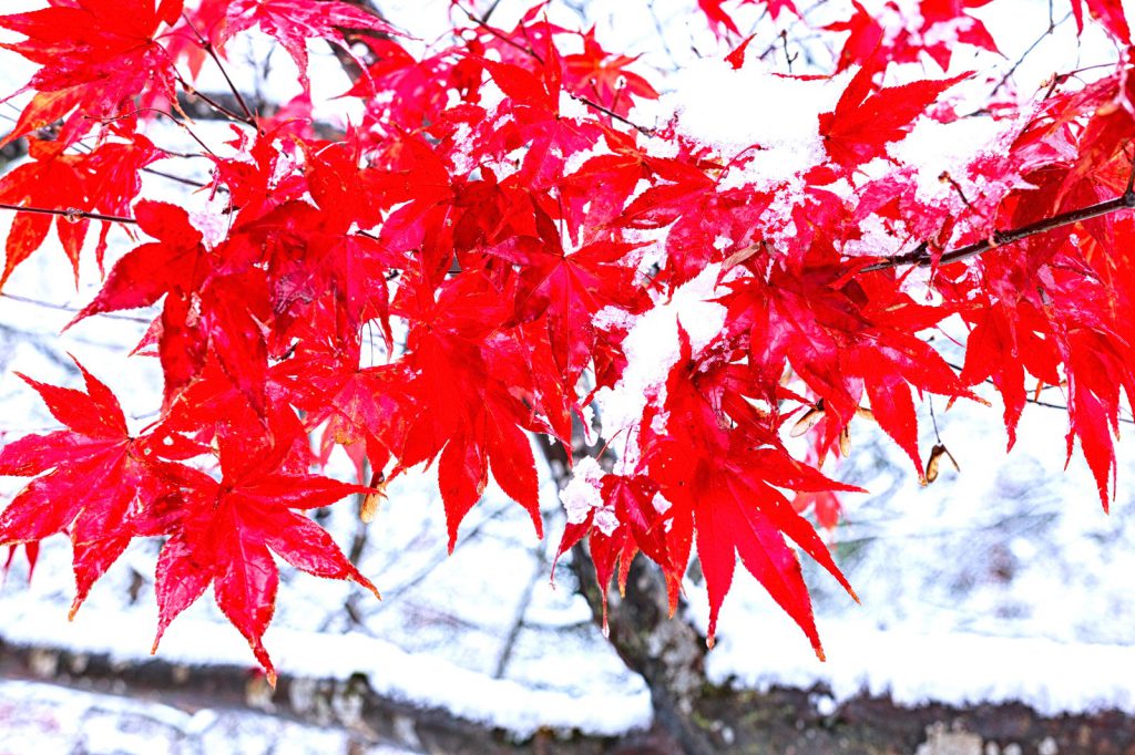 雪ともみじ饅頭