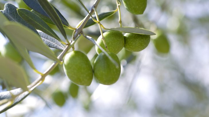 緑色のオリーブの新実の写真
