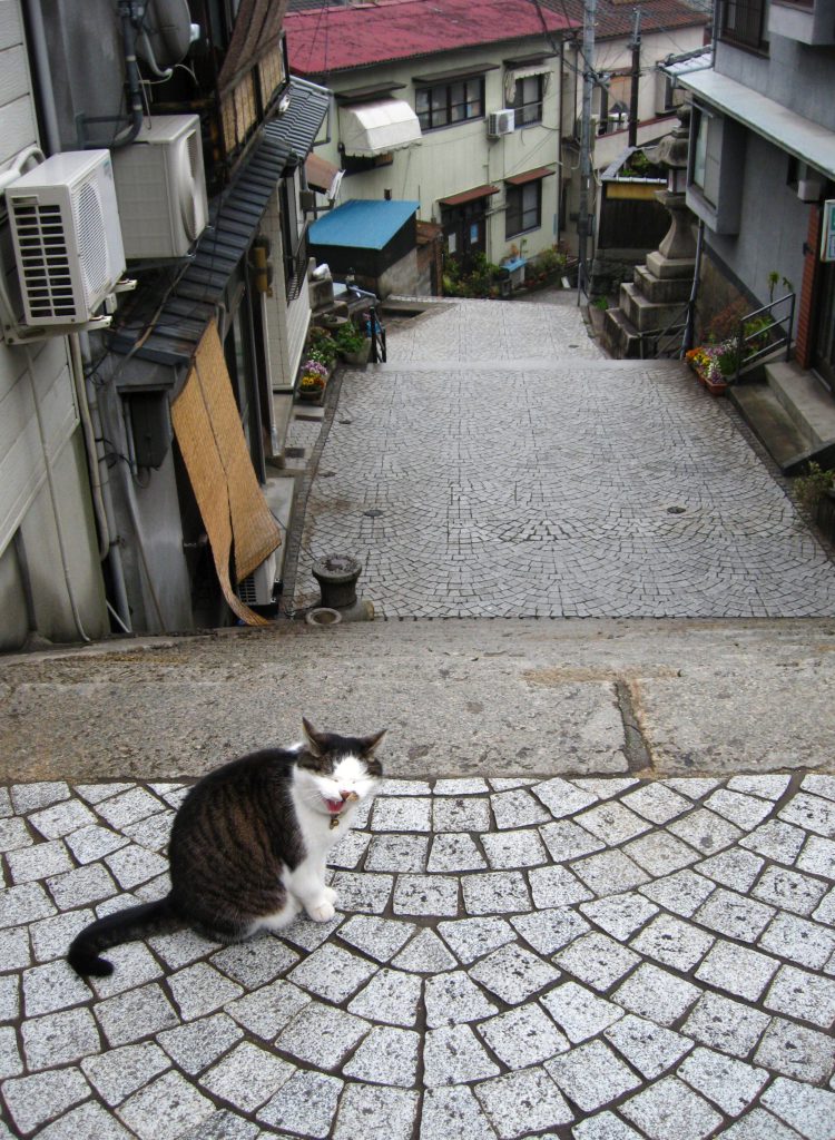 尾道市の町中にたむろする猫の写真