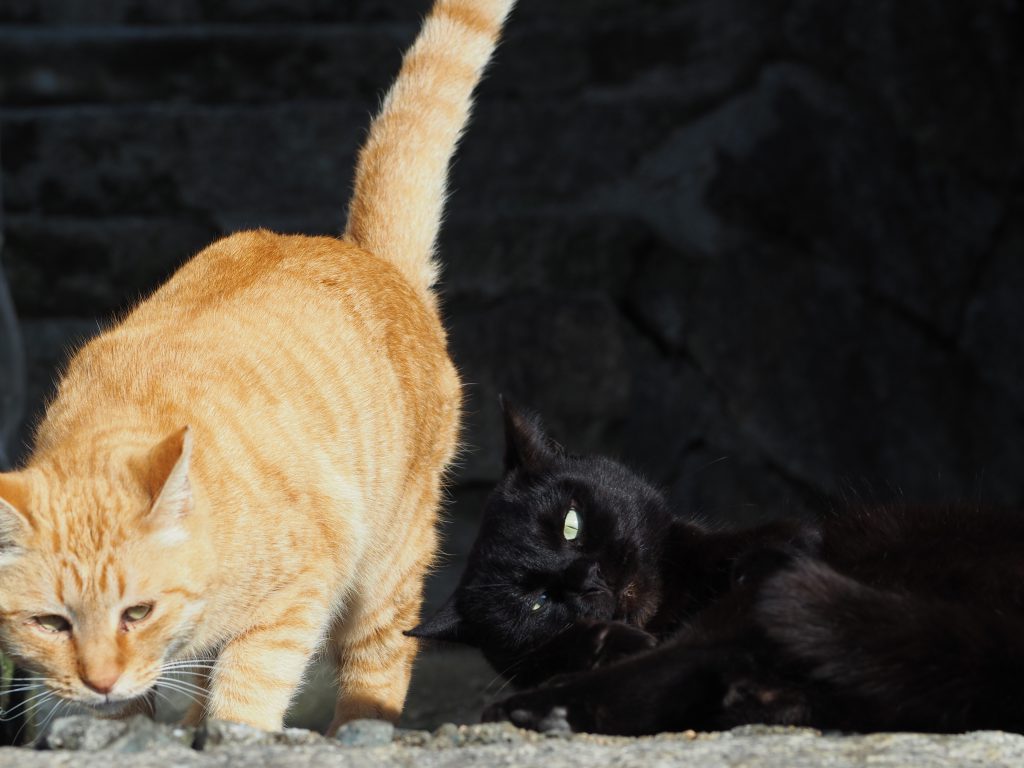 猫の細道にいる黒と茶の2匹の猫