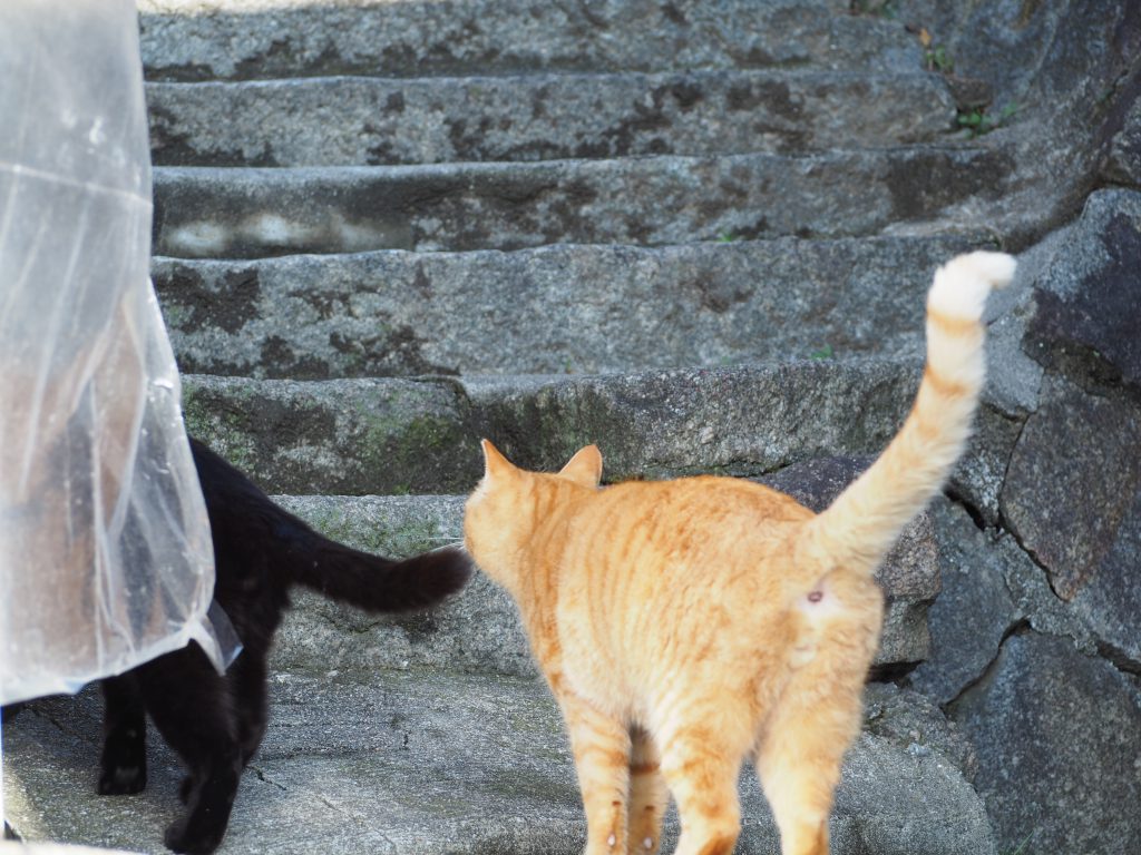 「猫の細道」を散歩する2匹の猫の写真