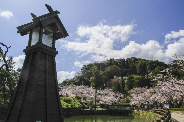 今に残る鹿野城。周囲に桜が咲いて華やかな様子。